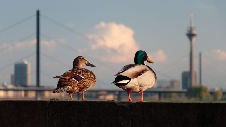 two brown ducks