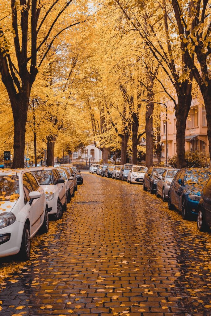 A Tree=Lined Residential Neighborhood in Wiesbaden